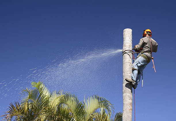 How Our Tree Care Process Works  in  Pelican Marsh, FL